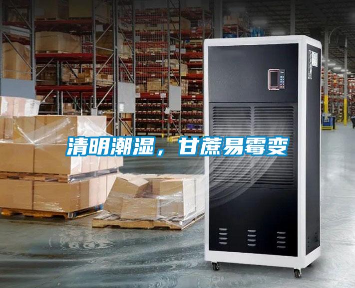 清明潮濕，甘蔗易霉變